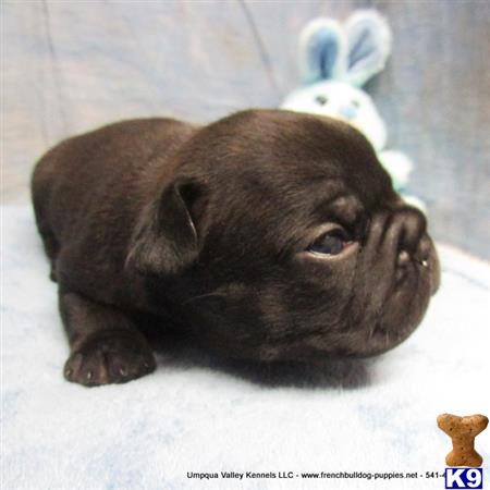umpquavalleykennels Picture 2